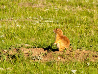 Black-tailed Prairie Dog 233fa