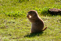 Black-tailed Prairie Dog 706