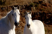 White Horses, FA