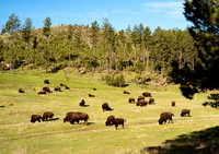 Buffalo 267fa