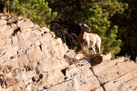 Bighorn Sheep 2fa