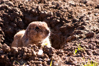 Black-tailed Prairie Dog 100fa