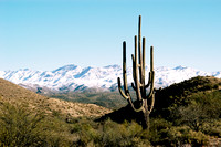 Desert Snow, FA