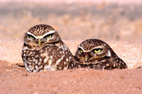 Burrowing Owls, FA