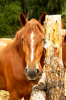 In the Corral, FA