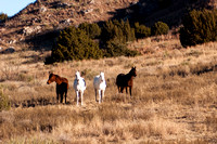 Four Horses, FA