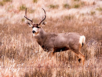 Buck Deer, FA