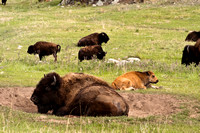 Buffalo 284fa