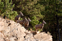 Bighorn Sheep 03fa