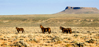 Wyoming's Mustangs